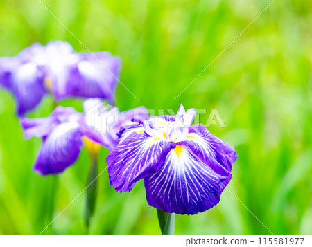 Refreshing early summer scenery: Colorful and gorgeous irises in full bloom Refreshing early summer scenery: Colorful and gorgeous irises in full bloom 115581977