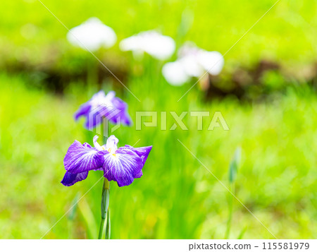 初夏清爽風景：五彩繽紛的鳶尾花盛開 115581979