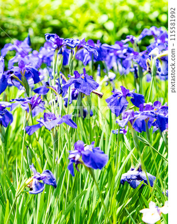 Refreshing early summer scenery: Colorful and gorgeous irises in full bloom Refreshing early summer scenery: Colorful and gorgeous irises in full bloom 115581992