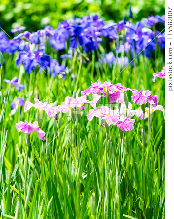 Refreshing early summer scenery: Colorful and gorgeous irises in full bloom 115582007