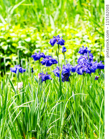 Refreshing early summer scenery: Colorful and gorgeous irises in full bloom 115582008
