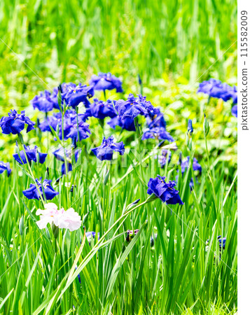 Refreshing early summer scenery: Colorful and gorgeous irises in full bloom 115582009