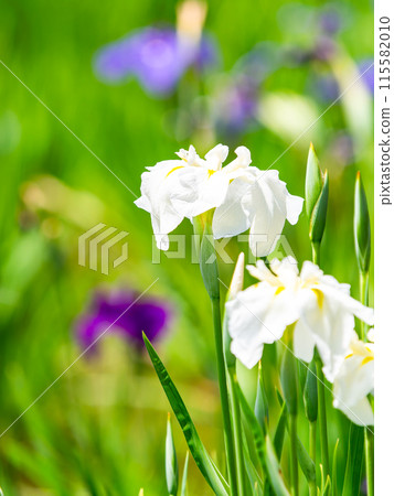 Refreshing early summer scenery: Colorful and gorgeous irises in full bloom 115582010