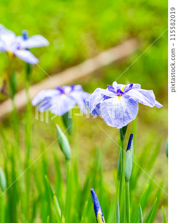 Refreshing early summer scenery: Colorful and gorgeous irises in full bloom Refreshing early summer scenery: Colorful and gorgeous irises in full bloom 115582019