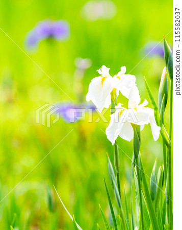 Refreshing early summer scenery: Colorful and gorgeous irises in full bloom 115582037