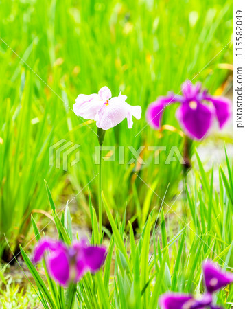 初夏清爽風景：五彩繽紛的鳶尾花盛開 115582049