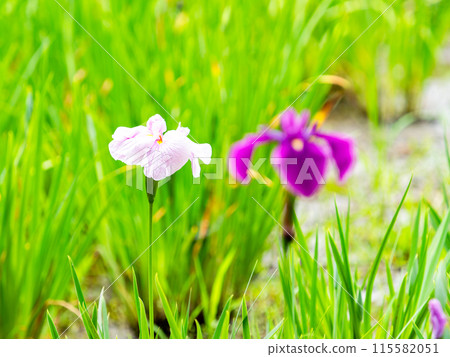 初夏清爽風景：五彩繽紛的鳶尾花盛開 115582051