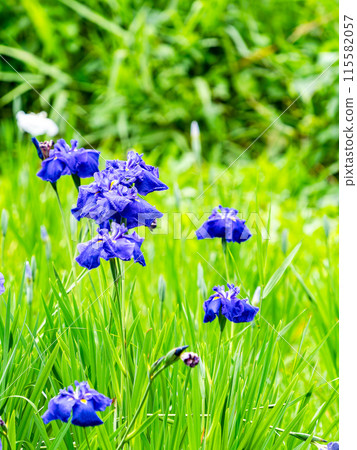 Refreshing early summer scenery: Colorful and gorgeous irises in full bloom 115582057