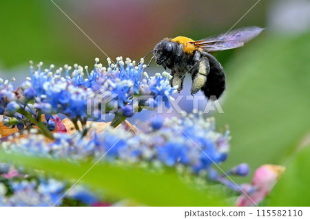 一隻木匠蜂飛過繡球花 一隻木匠蜂飛過繡球花 115582110