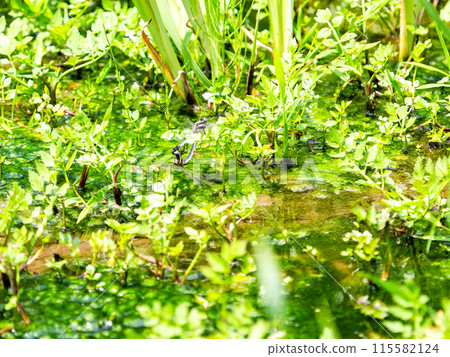 Summer scenery: A white-tailed skimmer courting at the water's edge Summer scenery: A white-tailed skimmer courting at the water's edge 115582124