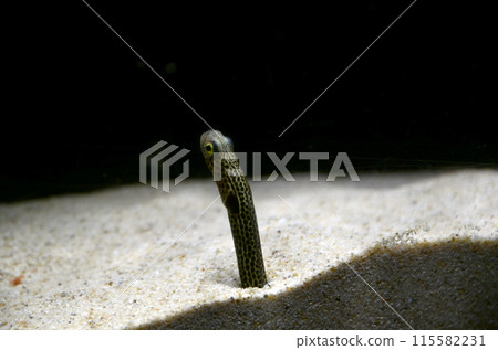 Garden eel Garden eel 115582231