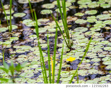 Floating Flounder with Cute Yellow Flowers Floating Flounder with Cute Yellow Flowers 115582263