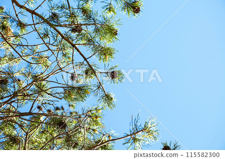Pine tree against summery blue sky. Pine tree against summery blue sky. 115582300