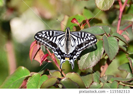 Namiageha Namiageha 115582313