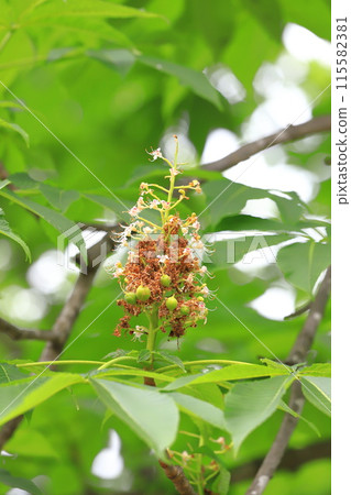 The fruit of the horse chestnut tree (Aesculus turbinata) that grows after the flower 115582381