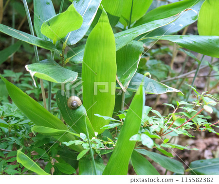 A snail hiding in bamboo leaves 115582382