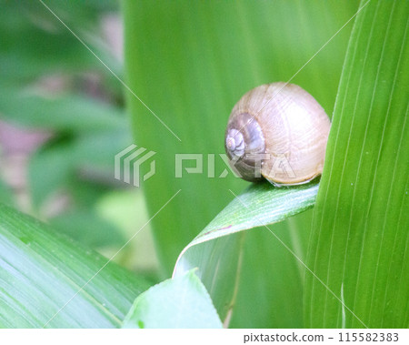 Snail on a leaf 115582383
