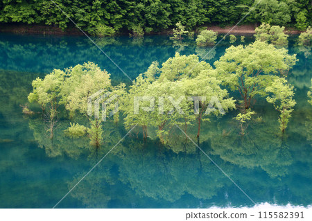 Submerged forest of Lake Akisen (Senboku City, Akita Prefecture) Submerged forest of Lake Akisen (Senboku City, Akita Prefecture) 115582391