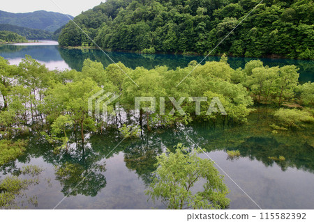 Submerged forest of Lake Akisen (Senboku City, Akita Prefecture) 115582392