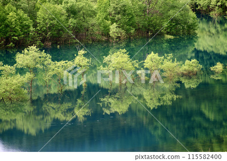 Submerged forest of Lake Akisen (Senboku City, Akita Prefecture) 115582400