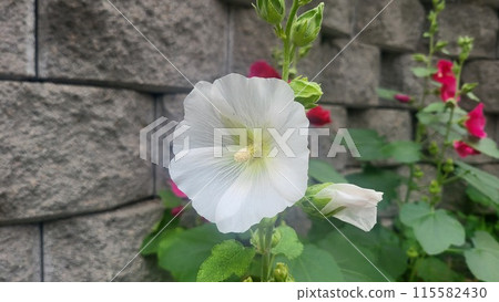 hollyhock hollyhock 115582430