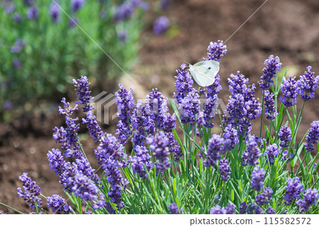 白色蝴蝶在薰衣草田裡吮吸花蜜 115582572