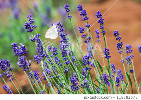 Cabbage white butterfly sucking nectar in a lavender field 115582575