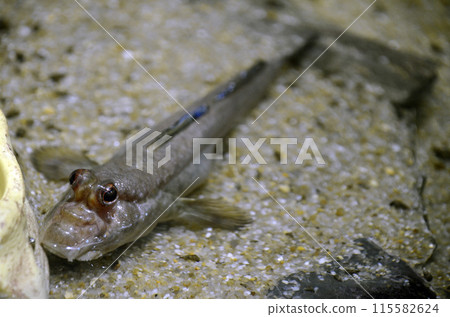 African Mud Skipper 115582624