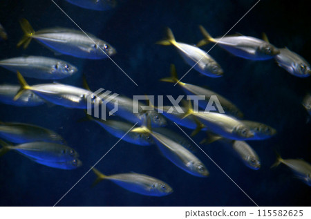 Horse mackerel 115582625