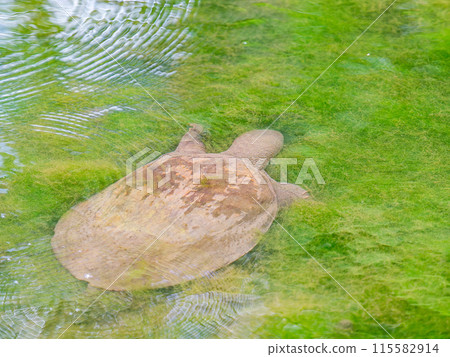 一隻大甲魚在水底緩緩遊動 115582914
