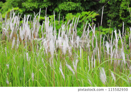 Clusters of flower spikes of Imperata cylindrica Clusters of flower spikes of Imperata cylindrica 115582930