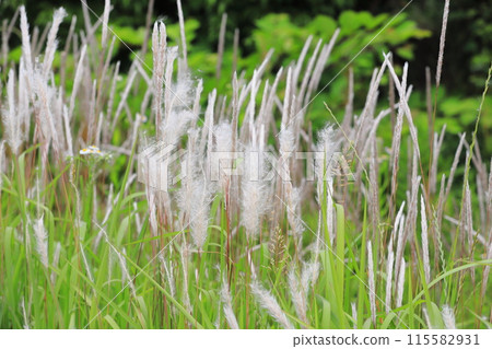 Clusters of flower spikes of Imperata cylindrica Clusters of flower spikes of Imperata cylindrica 115582931