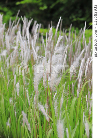 Chigaya 簇生的花穗 115582932