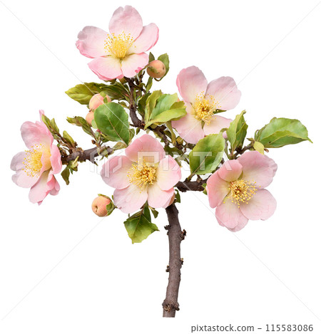 Quince Tree pale pink flowers and fuzzy yellow fruits on the branches Cydonia oblonga Final 115583086