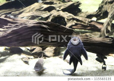 超猩紅色飾邊 pleco 超猩紅色飾邊 pleco 115583135