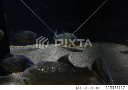 Piranha · Nutley Piranha · Nutley 115583137
