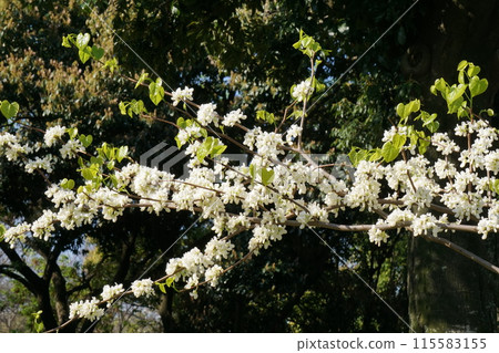 Hana's flower 115583155