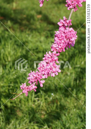 Hana's flower Hana's flower 115583239