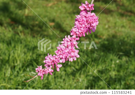 Hana's flower 115583241