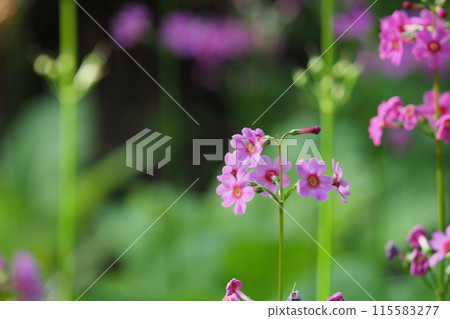 可愛的粉紅色柑橘花 115583277