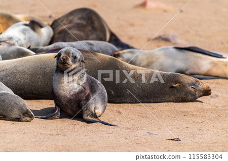 Seals at cape cross Seals at cape cross 115583304