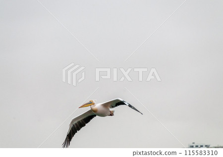 Pelican in Walvis Bay 115583310