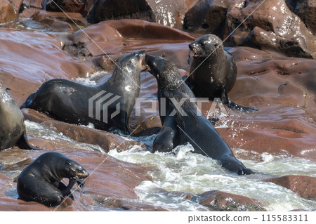 Seals at cape cross 115583311
