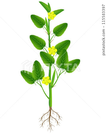 Jute plant with roots isolated on white background. 115583397