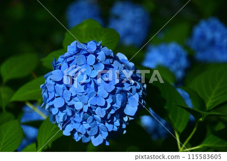 Hydrangea light up 115583605