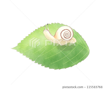 葉子水彩上的蝸牛 葉子水彩上的蝸牛 115583768