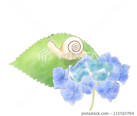 蝸牛騎在藍色繡球花和葉子水彩上 115583769