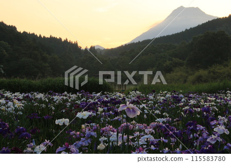Iris Garden at Sunset Iris Garden at Sunset 115583780