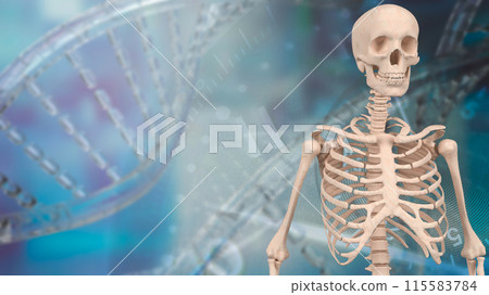 The skeleton for education or health concept 3d rendering. The skeleton for education or health concept 3d rendering. 115583784