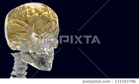 The crystal skeleton and gold brain for education or health concept 3d rendering. 115583796